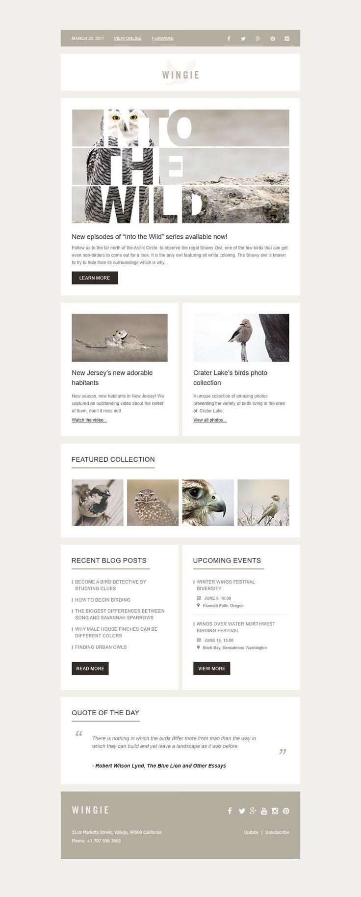 design responsive and editable Mailchimp newsletter template